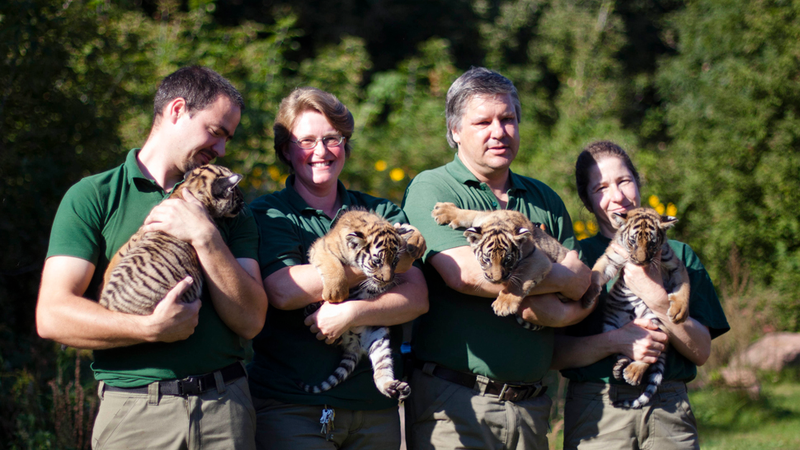 Illustration for article titled What's Cuter Than A Tiger Cub? Tiger Quadruplets